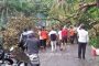 Akibat Pohon Tumbang, Akses Jalan Sempat Lumpuh di Nagari Gurun Panjang Pessel