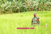 Babinsa Koramil 04/Sikakap Monitoring Lahan Sawah Pertanian Masyarakat Dusun Makukuet
