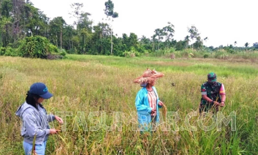 Babinsa Sikakap Bantu Masyarakat Panen Padi di Dusun Bungorayo