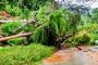 Badan Jalan di Matorobibit Goiso'oinan Tertutup Pohon Tumbang Akibat Longsor