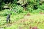 Babinsa Sikakap Tinjau Bibit Kacang Ijo di Lahan Warga Dusun Kosai Bagat Sagai