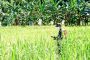 Tingkatkan Pertanian, Babinsa Sikakap Monitoring Sawah Warga Dusun Makukuet