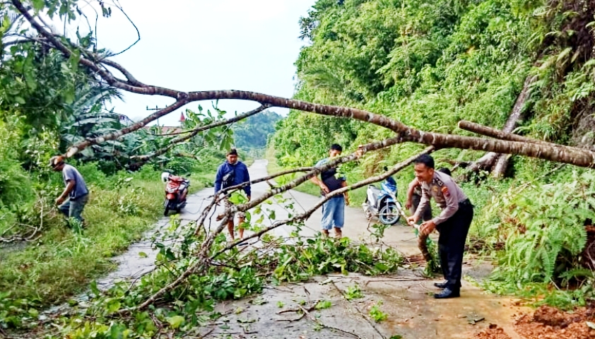 Jalan di Pogari Sempat Terputus Akibat Pohon Tumbang, Sekarang Sudah Bisa di Lewati