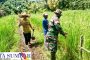 Selain Tinjau Persawahan, Babinramil Sikakap Edukasi Petani di Dusun Tunang