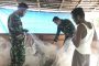 Pemilik Kolam di Dusun Mapaddegat Berbagi Ilmu Budi Daya Ikan Lele Dengan Satgas TMMD