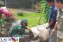 Diduga di Lepas Kejalan, Seorang Pemulung Digigit Anjing Pitbull di Jalan Pondok Padang