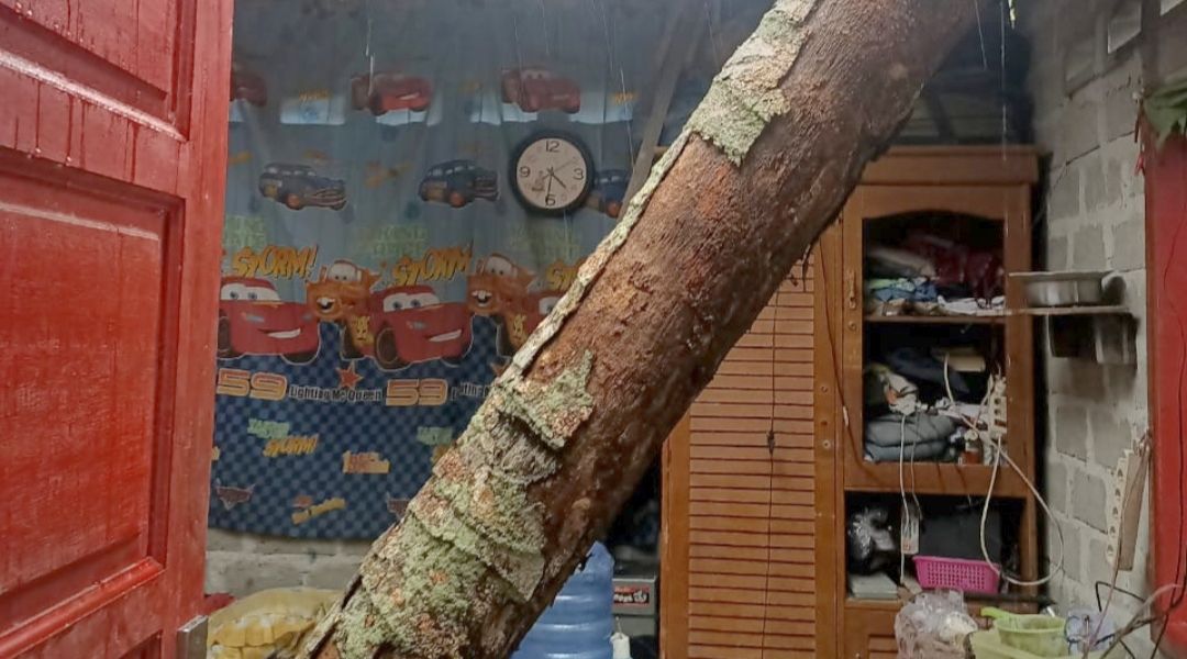 Dampak Angin Kencang Rumah Warga di Kelurahan Gates Kota Padang di Timpa Pohon Tumbang