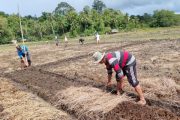 Pengolaan Tanaman Tanpa Olah Tanah Gunakan Mulsa, Kerja Praktis, Hasil Maksimal