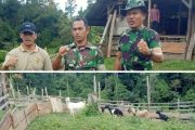 Dandim 0319 Mentawai Tinjau Usaha Ternak Kambing Prajurit Produktif di Dusun Kaliou