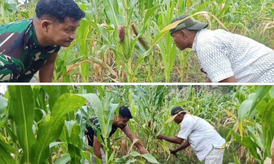 Tanaman Jagung di Wilayah Koramil 02 Muara Siberut Menunggu Waktu Panen