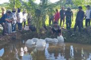 Satgas TMMD ke-116 Lepas 12500 Bibit Ikan Nila di Kolam Poktan Mekar Jaya