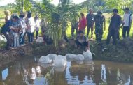 Satgas TMMD ke-116 Lepas 12500 Bibit Ikan Nila di Kolam Poktan Mekar Jaya