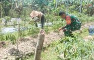 Babinramil 04 Sikakap Bersama Masyarakat Lakukan Pembibitan Cabe