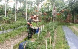 Perawatan Tanaman Cabe, Babinramil 04 Sikakap Motivasi Warga Binaan