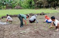 Babinramil 01 Sikabaluan Dampingi Warga Pulau Terluar Bercocok Tanam