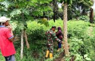 Babinramil 04 Sikakap Motivasi Warga Untuk Inovatif Kembangkan Tanaman