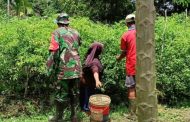 Babinramil 04 Sikakap Bantu Warga Dusun Mabolak Panen Cabe Rawit