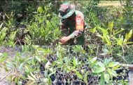 Babinramil 03 Sipora Siapkan Pembibitan Magrove dan Penanaman
