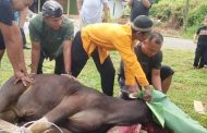 Sambut Idul Adha 1445 H, Kodim 0319 Mentawai Sembelih Hewan Kurban 