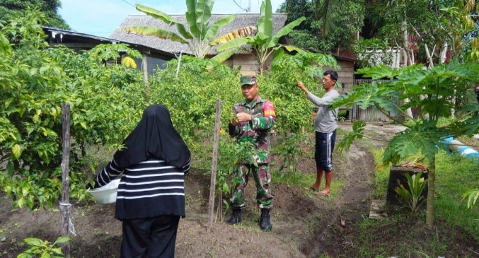 Babinramil 02 Muara Siberut Bantu Warga Panen Cabe 