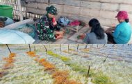 Babinramil 04 Sikakap Dukung Aktivitas Budidaya Rumput Laut Yang di Kelola Warga Binaan