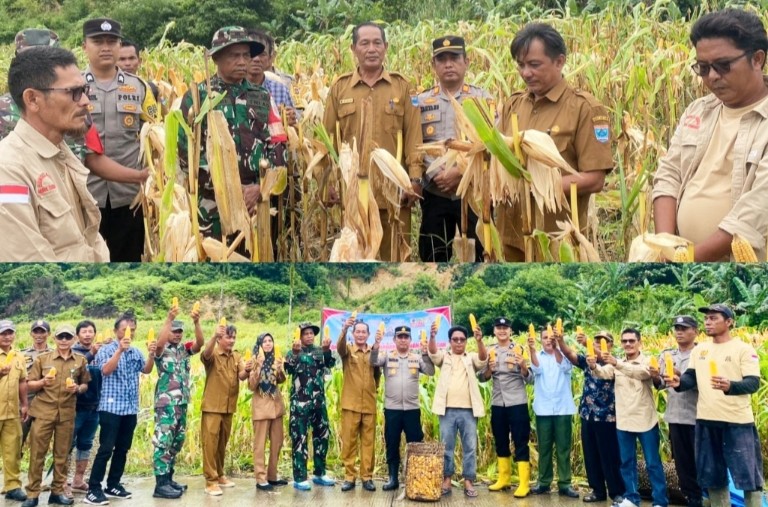 Perdana Panen Jagung Pakan 12,5 Ton, Bumdes Musara Desa Muara Siberut Keluhkan Pupuk Mahal dan Peralatan Minim