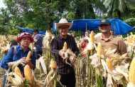 Panen Jagung di Desa Mara, Wujud Dukungan Program Asta Cita Ketahanan Pangan 