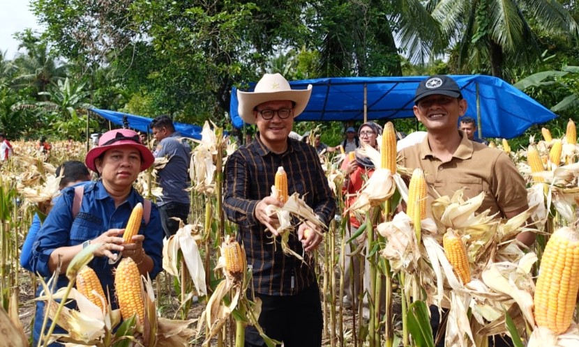 Panen Jagung di Desa Mara, Wujud Dukungan Program Asta Cita Ketahanan Pangan 