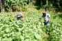 Babinramil Sikakap Bantu Warga Panen Hasil Kebun Terong di Dusun Mabolak
