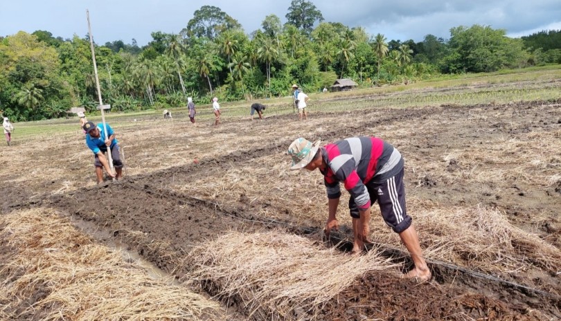 Pengolaan Tanaman Tanpa Olah Tanah Gunakan Mulsa, Kerja Praktis, Hasil Maksimal