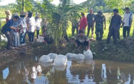 Satgas TMMD ke-116 Lepas 12500 Bibit Ikan Nila di Kolam Poktan Mekar Jaya