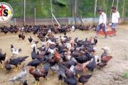Kelompok Ternak Sasaraina Terima Bantuan 500 Ekor Ayam KUB-2 Dari Disnakkeswan Sumbar 