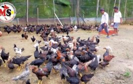 Kelompok Ternak Sasaraina Terima Bantuan 500 Ekor Ayam KUB-2 Dari Disnakkeswan Sumbar 