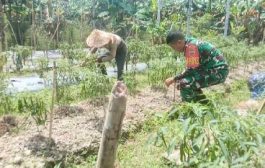 Babinramil 04 Sikakap Bersama Masyarakat Lakukan Pembibitan Cabe