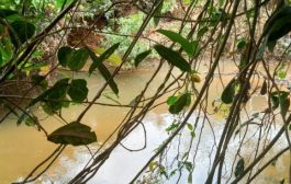 Sungai Lasi Tercemar Limbah, Masyarakat dan Dua Nagari Tuntut Pihak Perusahan PT MSL