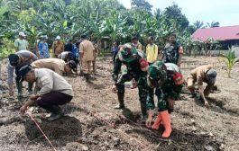 Babinsa Koramil 04 Sikakap Bantu Desa Taikako Tanam Jagung Pakan